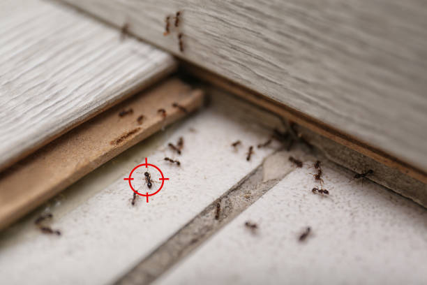 Best Cockroach Control Services  in Smithville, NJ