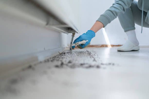 Wasp Removal Services in Smithville, NJ